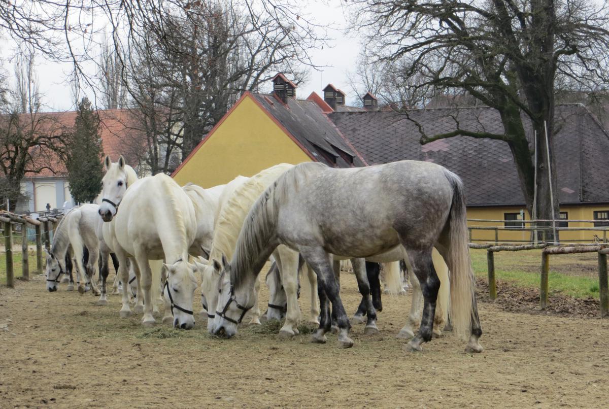 Gestüt Piber Gestüt Piber